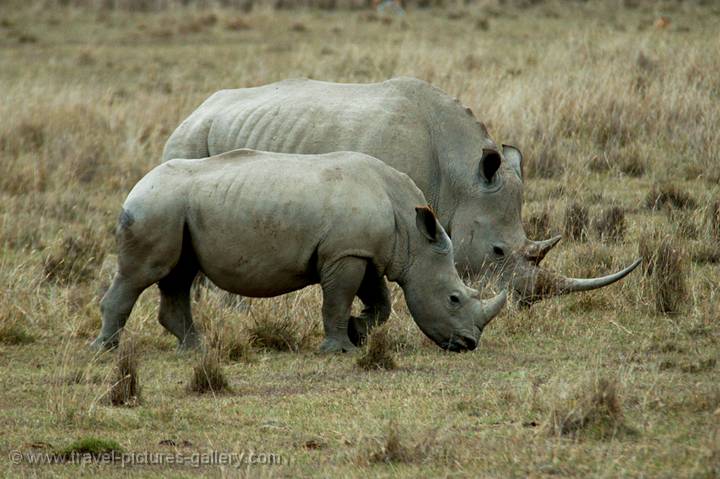 White Rhinoceros (Ceratotherium simum)