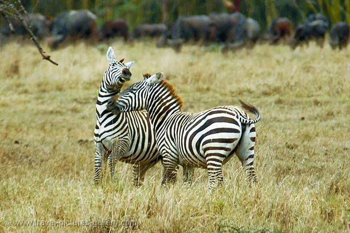 playful zebra