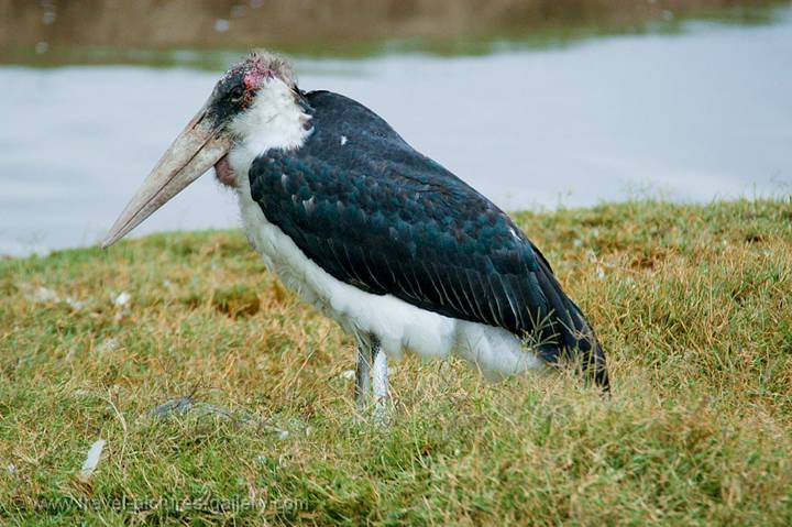 Marabou Stork