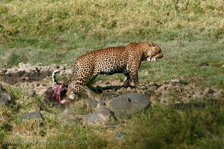 a leopard with it's kill