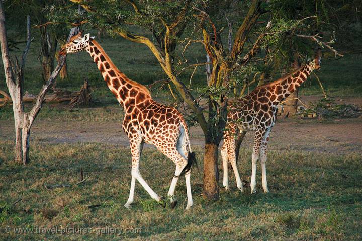 Rothchild's Giraffe