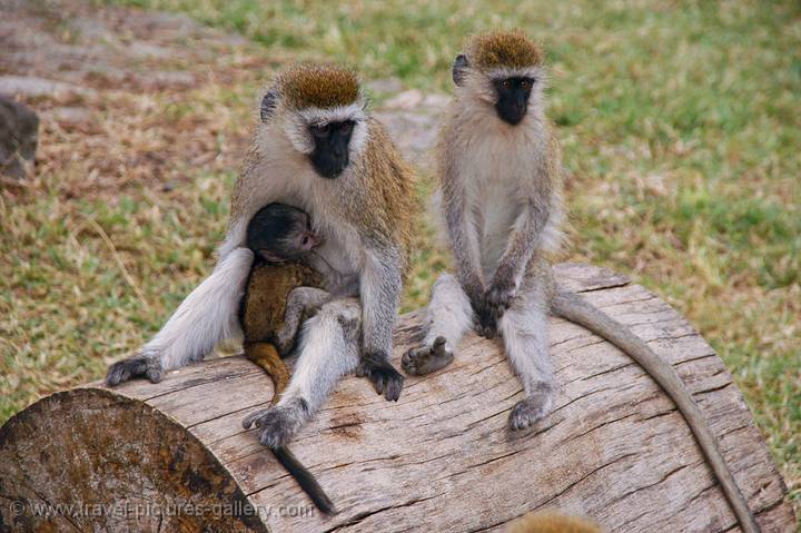 Vervet Monkeys with a young