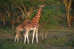 Rothchild's Giraffe