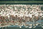 thousands of flamingos feed on algae in the soda lake