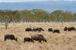 a herd of buffaloes