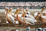 pelicans at the lake