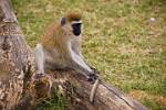 Vervet Monkey (Cercopithecus aethiops)