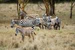 a small herd of zebra