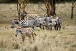 a small herd of zebra