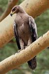 a Tawny Eagle (Aquila rapax)