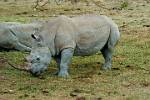 a white rhino