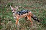 a jackal