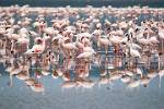 flamingoes in the shallow soda lake