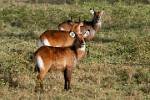 the Waterbuck (Kobus ellipsiprymnus) is a large antelope