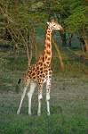 Rothchild's Giraffe (Giraffa camelopardalis rothschildi) 