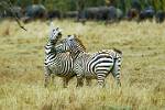 playful zebra