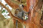 Vervet Monkey with a young