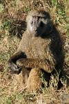 a baboon