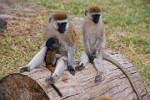 Vervet Monkeys with a young