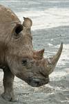 a white rhino