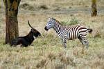 waterbuck and zebra having a chat