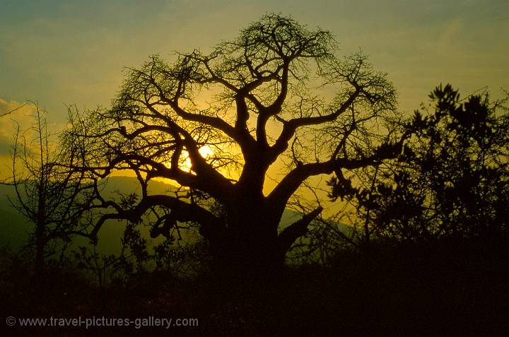 Baobab sunset, Tanzania