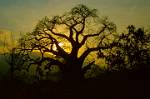 Baobab sunset, Tanzania