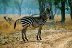 zebra crossing, Hwange National Park, Zimbabwe