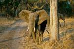 pounding the corn, Zambia