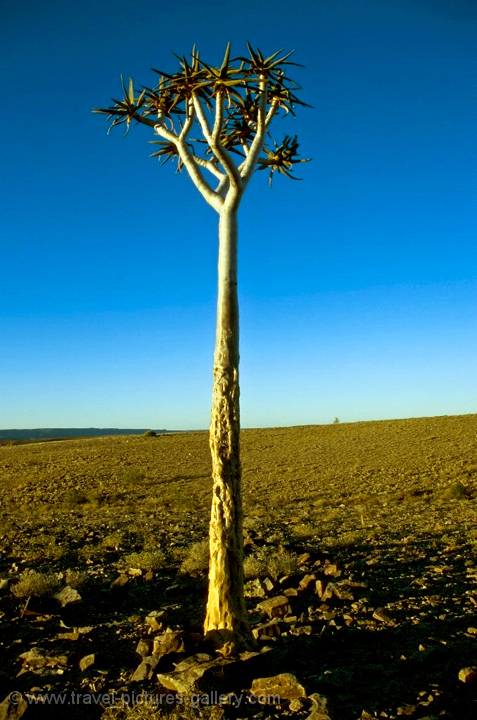 a Kokerboom or quiver tree at Fish River Canyon