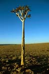 a Kokerboom or quiver tree at Fish River Canyon