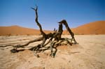 Death Vlei in the Namib Desert