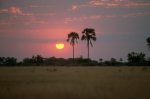 Okavango sunset