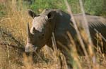 a white rhino in Matobo National Park, Zimbabwe