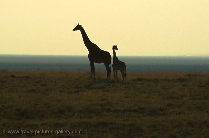 Giraffe at sunset, Etosha N.P.