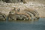 Zebra drinking, Etosha, Namibia