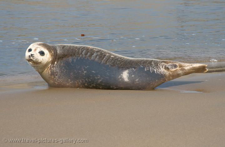 a Grey Seal on the beach, Katwijk, Zuid Holland