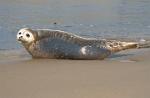 a Grey Seal on the beach, Katwijk, Zuid Holland