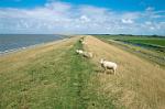 a dyke with grazing sheep, Friesland