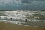 a flock of seagulls, Zandvoort, Noord Holland
