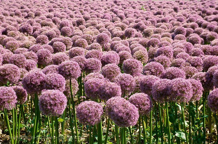 onion flowers, Schoorl, Noord Holland