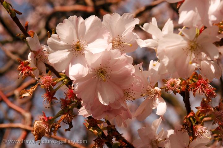 spring blossom, the Betuwe, South Holland