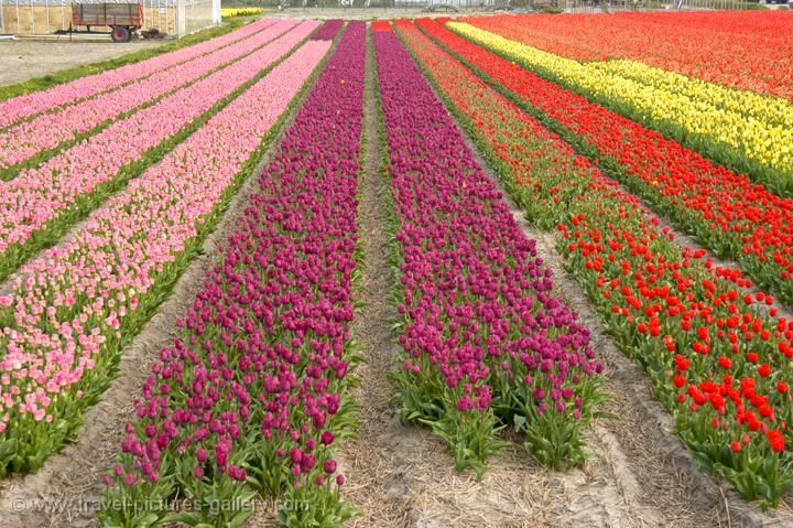 tulip fields, Lisse, Zuid (South) Holland
