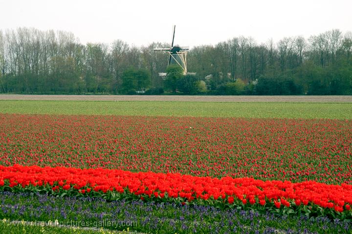 tulip fields and windmill, Lisse, Zuid Holland (South Holland)