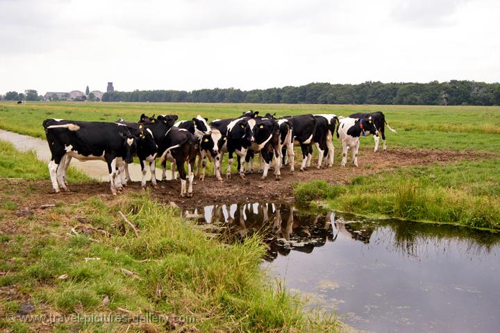 cows in a field near Gouda, Zuid Holland