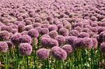 onion flowers, Schoorl, Noord Holland