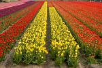 tulip fields, Lisse, Zuid, (South) Holland