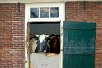 at a farm, the Gooi, North Holland