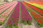 tulip fields, Lisse, Zuid (South) Holland