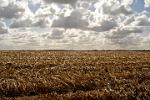 autumn field, South Limburg